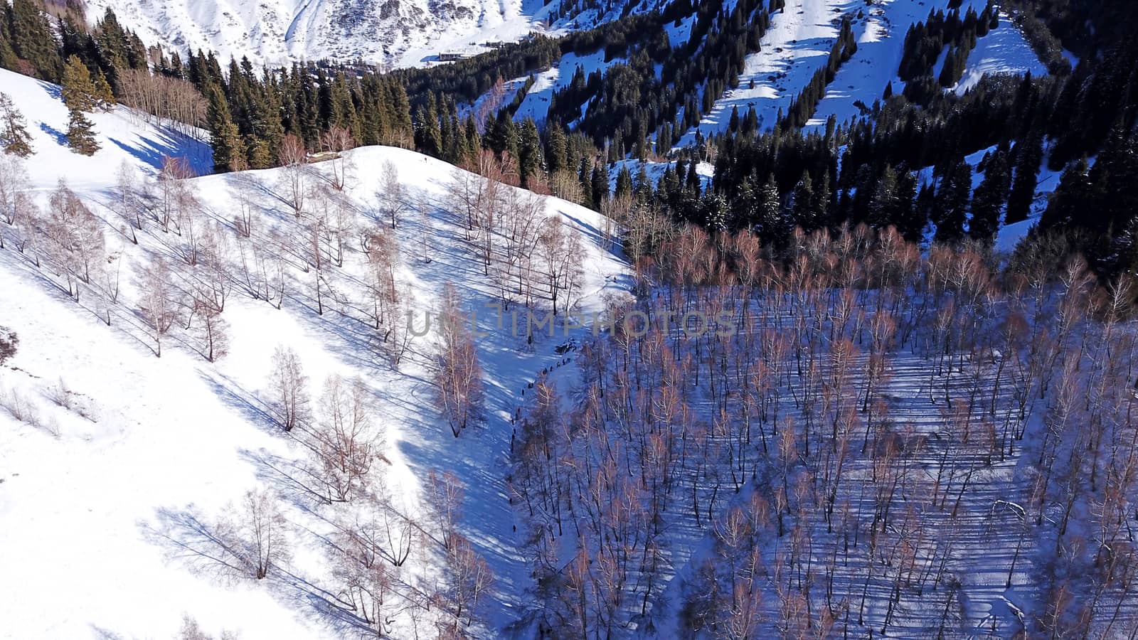 Active recreation of people in the mountains. Top view from the throne. A group of people walking along a trail in a snowy forest in the mountains. The trees cast shadows on the snow. Sunny day.