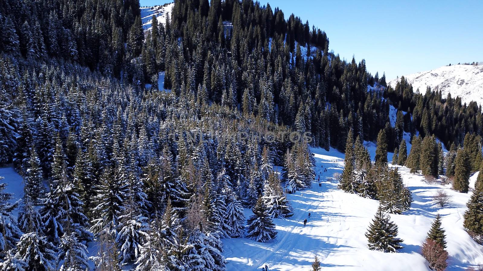 Active recreation of people in the mountains. Top view from the throne. A group of people walking along a trail in a snowy forest in the mountains. The trees cast shadows on the snow. Sunny day.