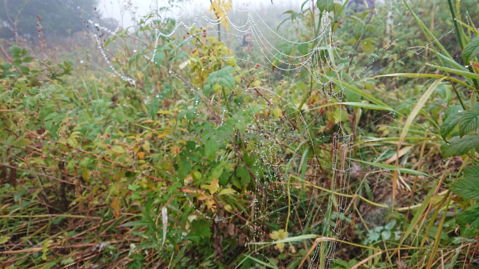 Dew drops on the green grass and cobwebs in the fog. In the distance, tourists walk along the trail, disappearing from sight in the fog. Mountainous area after the rain. Green grass, ear, flowers.