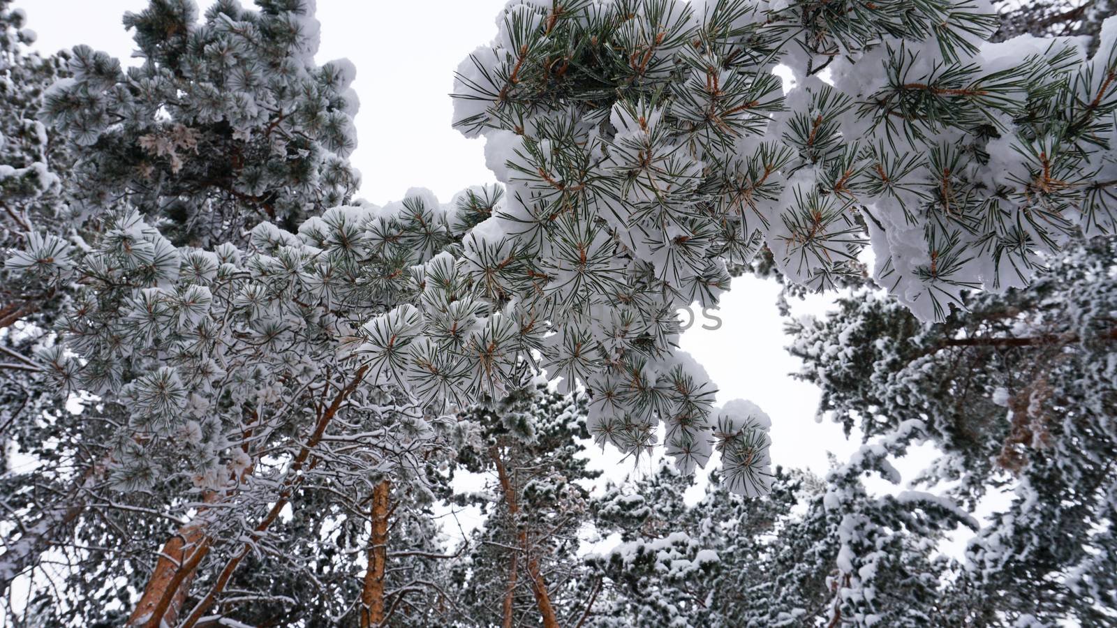 White fluffy snow falls in the forest. Festive mood. Coniferous trees are covered with snow. Branches in the snow. Big drifts around. Winter fairy tale in the Tien Shan mountains, Kazakhstan, Almaty