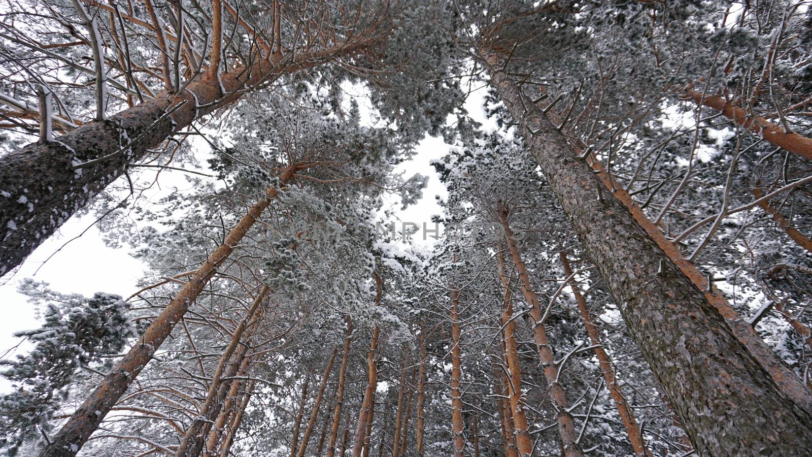 White fluffy snow falls in the forest. Festive mood. Coniferous trees are covered with snow. Branches in the snow. Big drifts around. Winter fairy tale in the Tien Shan mountains, Kazakhstan, Almaty