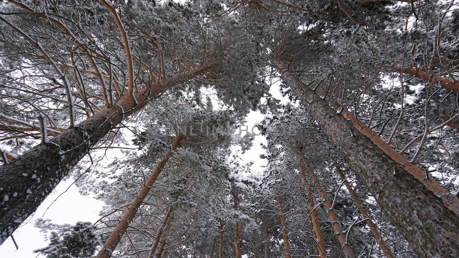 White fluffy snow falls in the forest. Festive mood. Coniferous trees are covered with snow. Branches in the snow. Big drifts around. Winter fairy tale in the Tien Shan mountains, Kazakhstan, Almaty