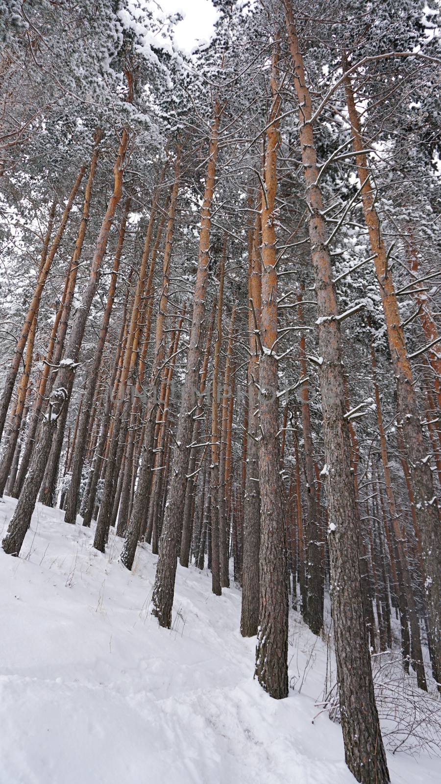 White fluffy snow falls in the forest. Festive mood. Coniferous trees are covered with snow. Branches in the snow. Big drifts around. Winter fairy tale in the Tien Shan mountains, Kazakhstan, Almaty