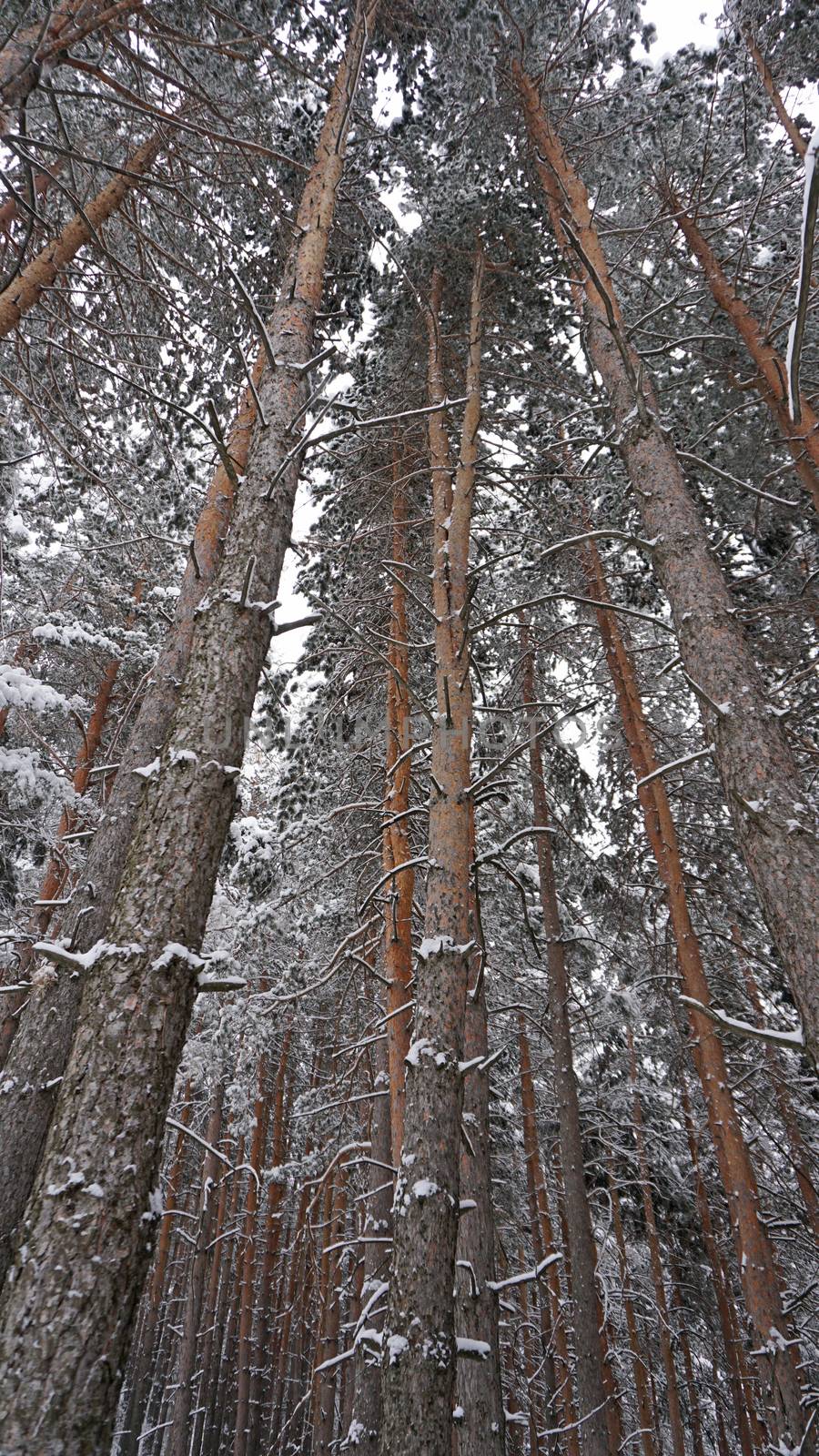 White fluffy snow falls in the forest. Festive mood. Coniferous trees are covered with snow. Branches in the snow. Big drifts around. Winter fairy tale in the Tien Shan mountains, Kazakhstan, Almaty