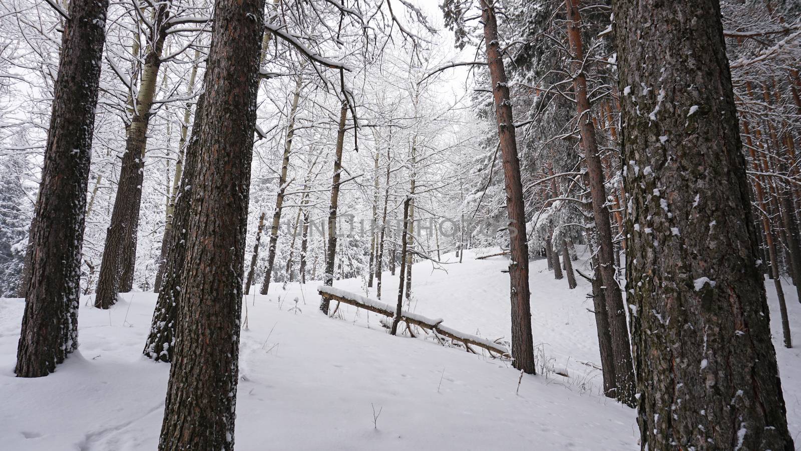 White fluffy snow falls in the forest. Festive mood. Coniferous trees are covered with snow. Branches in the snow. Big drifts around. Winter fairy tale in the Tien Shan mountains, Kazakhstan, Almaty