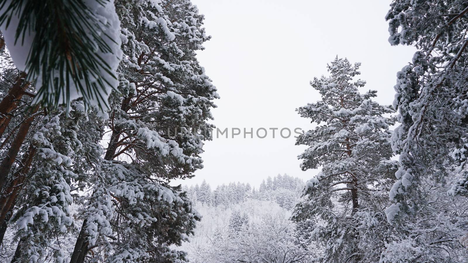 White fluffy snow falls in the forest. Festive mood. Coniferous trees are covered with snow. Branches in the snow. Big drifts around. Winter fairy tale in the Tien Shan mountains, Kazakhstan, Almaty