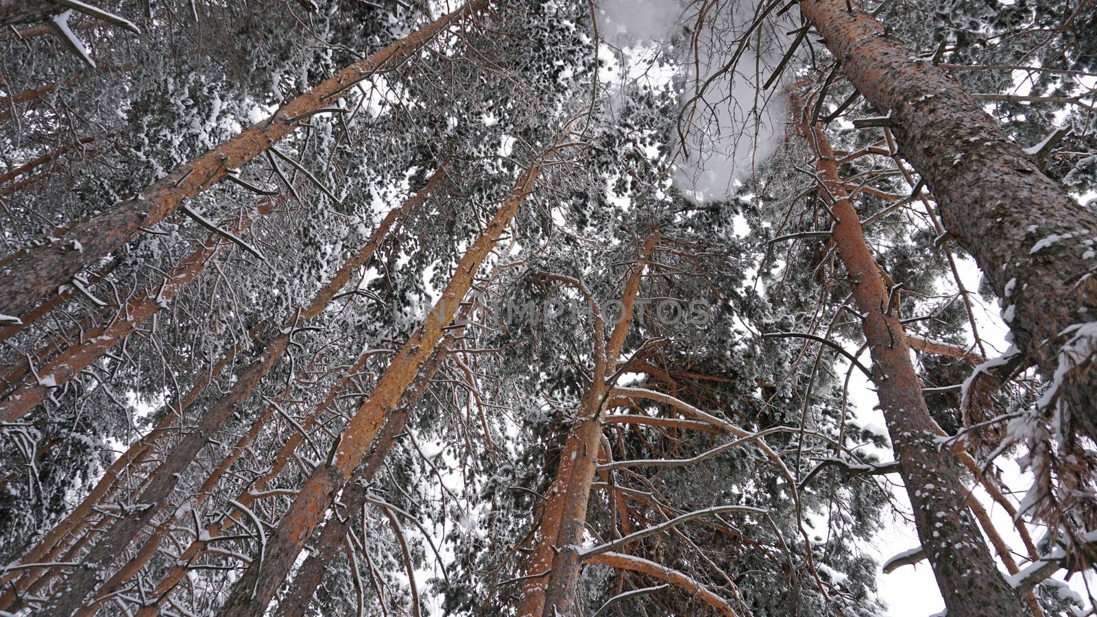 White fluffy snow falls in the forest. Festive mood. Coniferous trees are covered with snow. Branches in the snow. Big drifts around. Winter fairy tale in the Tien Shan mountains, Kazakhstan, Almaty