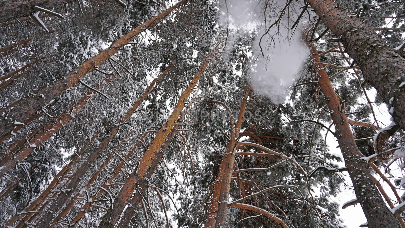 White fluffy snow falls in the forest. Festive mood. Coniferous trees are covered with snow. Branches in the snow. Big drifts around. Winter fairy tale in the Tien Shan mountains, Kazakhstan, Almaty