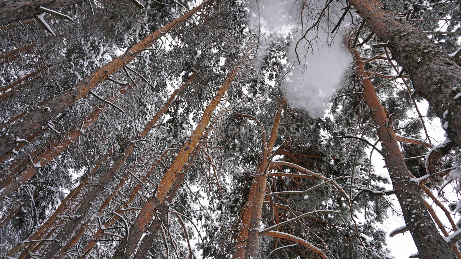 White fluffy snow falls in the forest. Festive mood. Coniferous trees are covered with snow. Branches in the snow. Big drifts around. Winter fairy tale in the Tien Shan mountains, Kazakhstan, Almaty