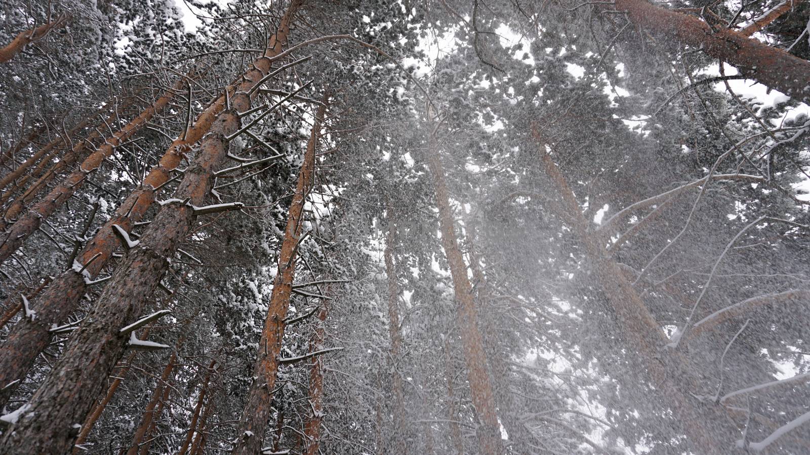 White fluffy snow falls in the forest. Festive mood. Coniferous trees are covered with snow. Branches in the snow. Big drifts around. Winter fairy tale in the Tien Shan mountains, Kazakhstan, Almaty