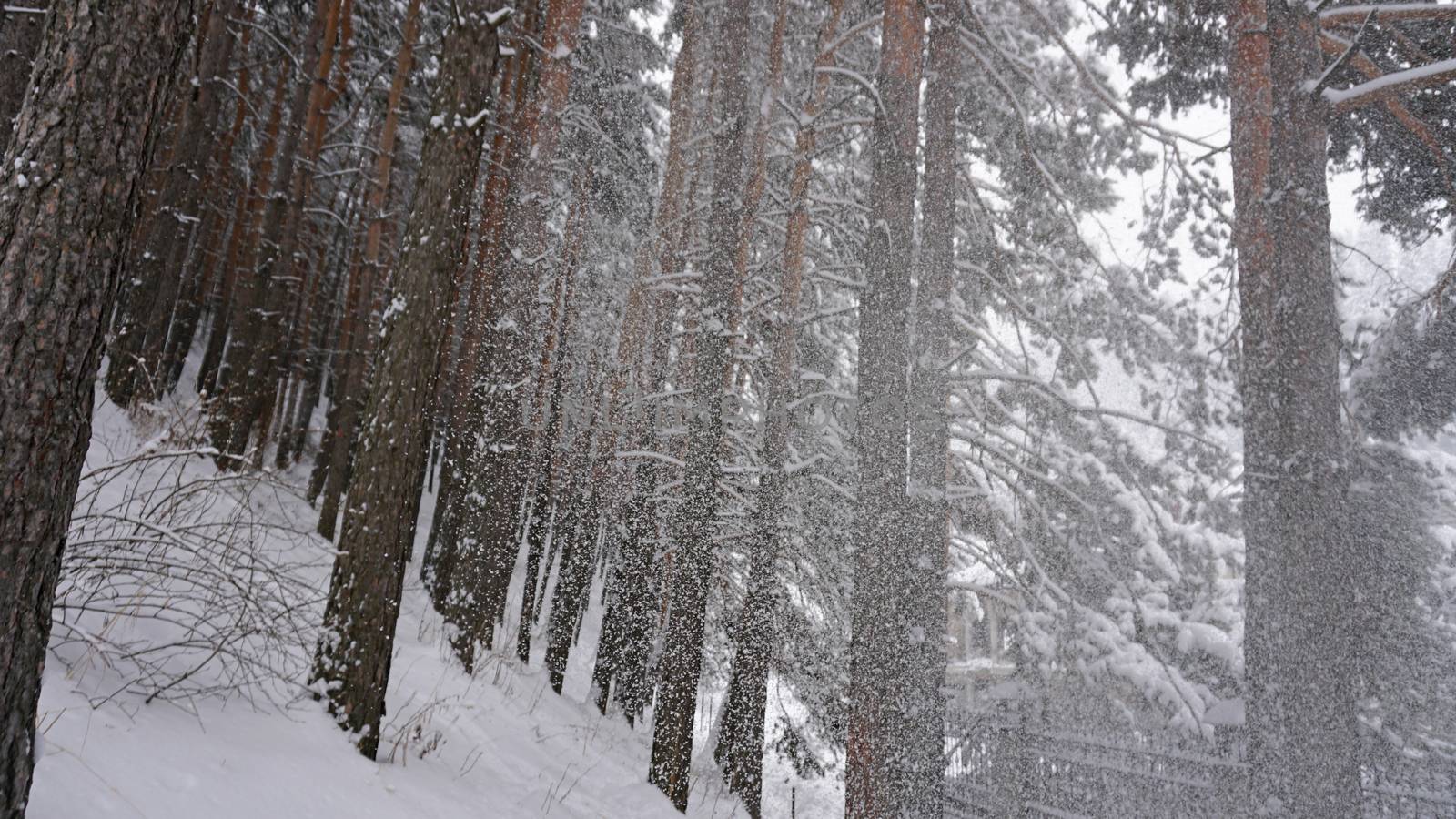 White fluffy snow falls in the forest. Festive mood. Coniferous trees are covered with snow. Branches in the snow. Big drifts around. Winter fairy tale in the Tien Shan mountains, Kazakhstan, Almaty