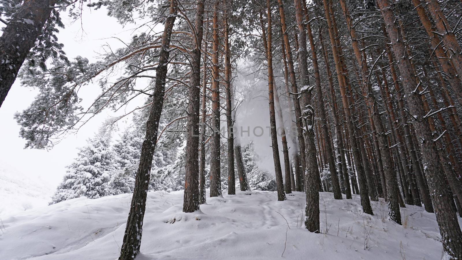 White fluffy snow falls in the forest. Festive mood. Coniferous trees are covered with snow. Branches in the snow. Big drifts around. Winter fairy tale in the Tien Shan mountains, Kazakhstan, Almaty