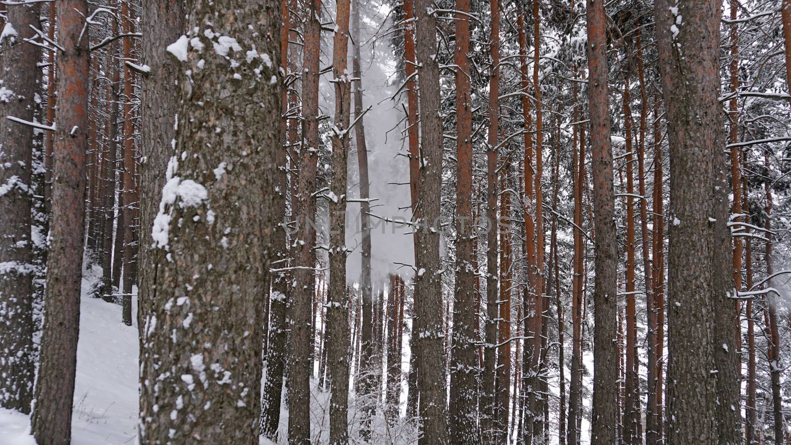 White fluffy snow falls in the forest. Festive mood. Coniferous trees are covered with snow. Branches in the snow. Big drifts around. Winter fairy tale in the Tien Shan mountains, Kazakhstan, Almaty