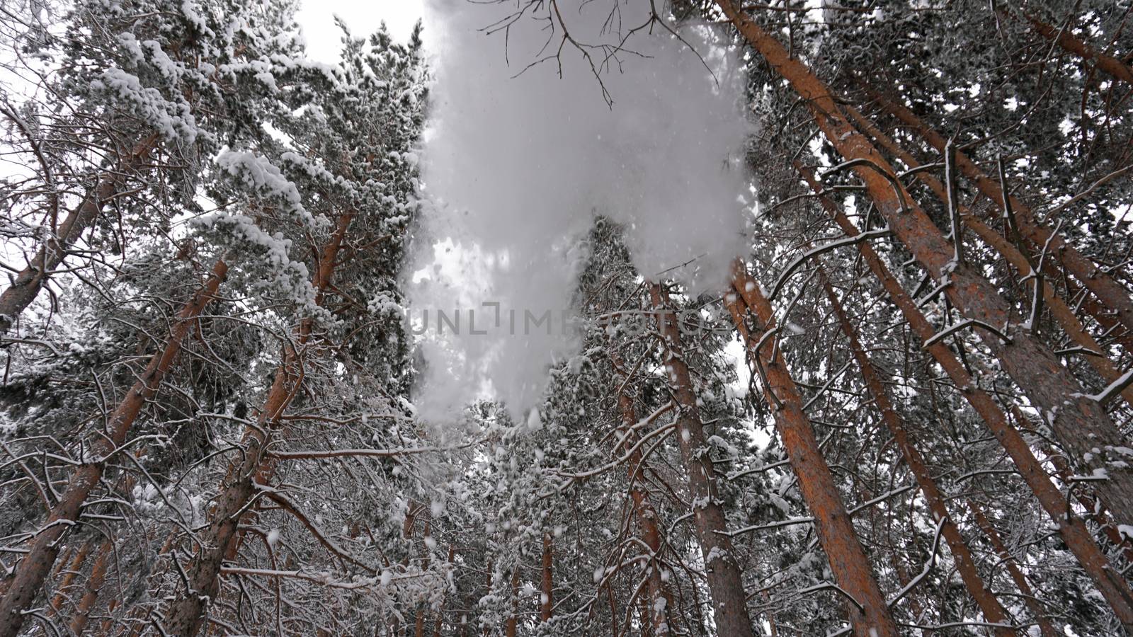 White fluffy snow falls in the forest. Festive mood. Coniferous trees are covered with snow. Branches in the snow. Big drifts around. Winter fairy tale in the Tien Shan mountains, Kazakhstan, Almaty