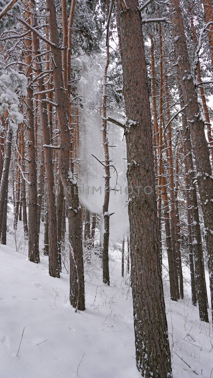 White fluffy snow falls in the forest. Festive mood. by Passcal