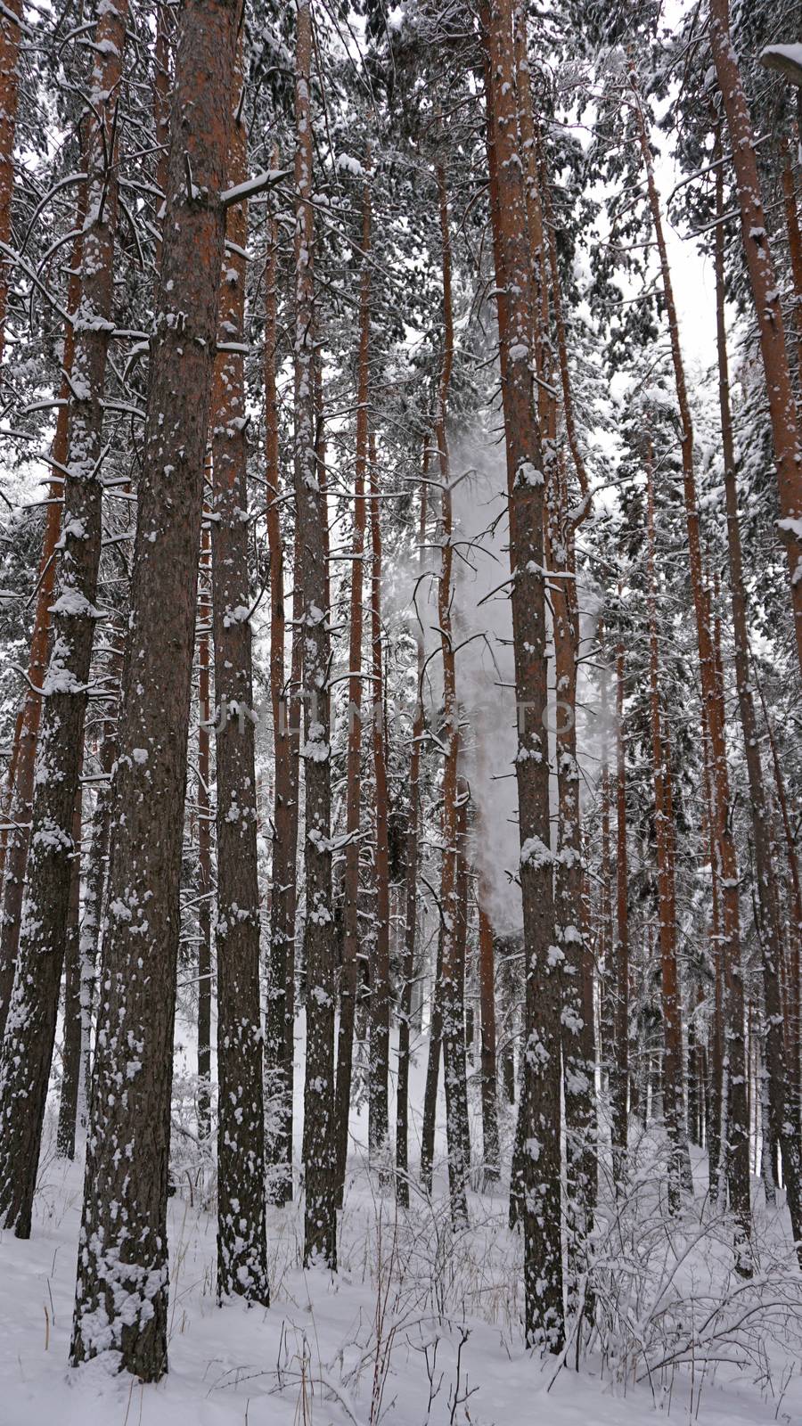 White fluffy snow falls in the forest. Festive mood. Coniferous trees are covered with snow. Branches in the snow. Big drifts around. Winter fairy tale in the Tien Shan mountains, Kazakhstan, Almaty