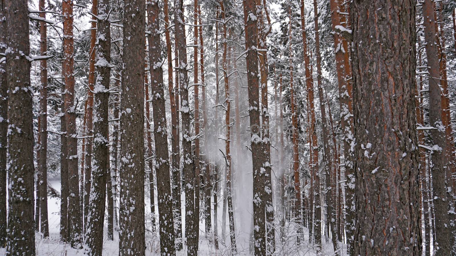 White fluffy snow falls in the forest. Festive mood. Coniferous trees are covered with snow. Branches in the snow. Big drifts around. Winter fairy tale in the Tien Shan mountains, Kazakhstan, Almaty
