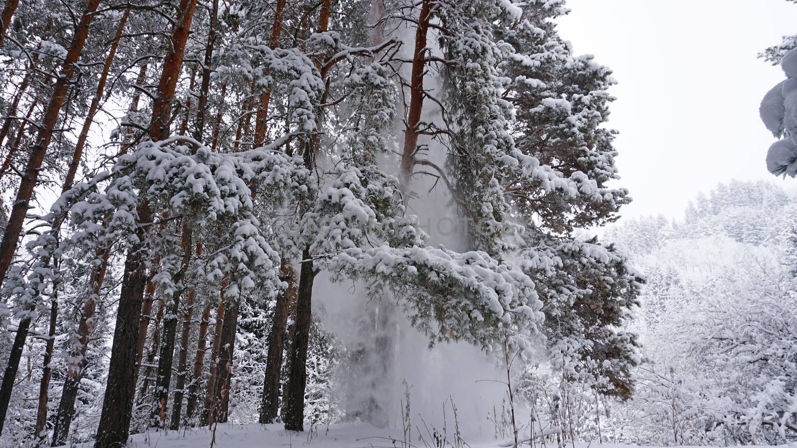 White fluffy snow falls in the forest. Festive mood. Coniferous trees are covered with snow. Branches in the snow. Big drifts around. Winter fairy tale in the Tien Shan mountains, Kazakhstan, Almaty