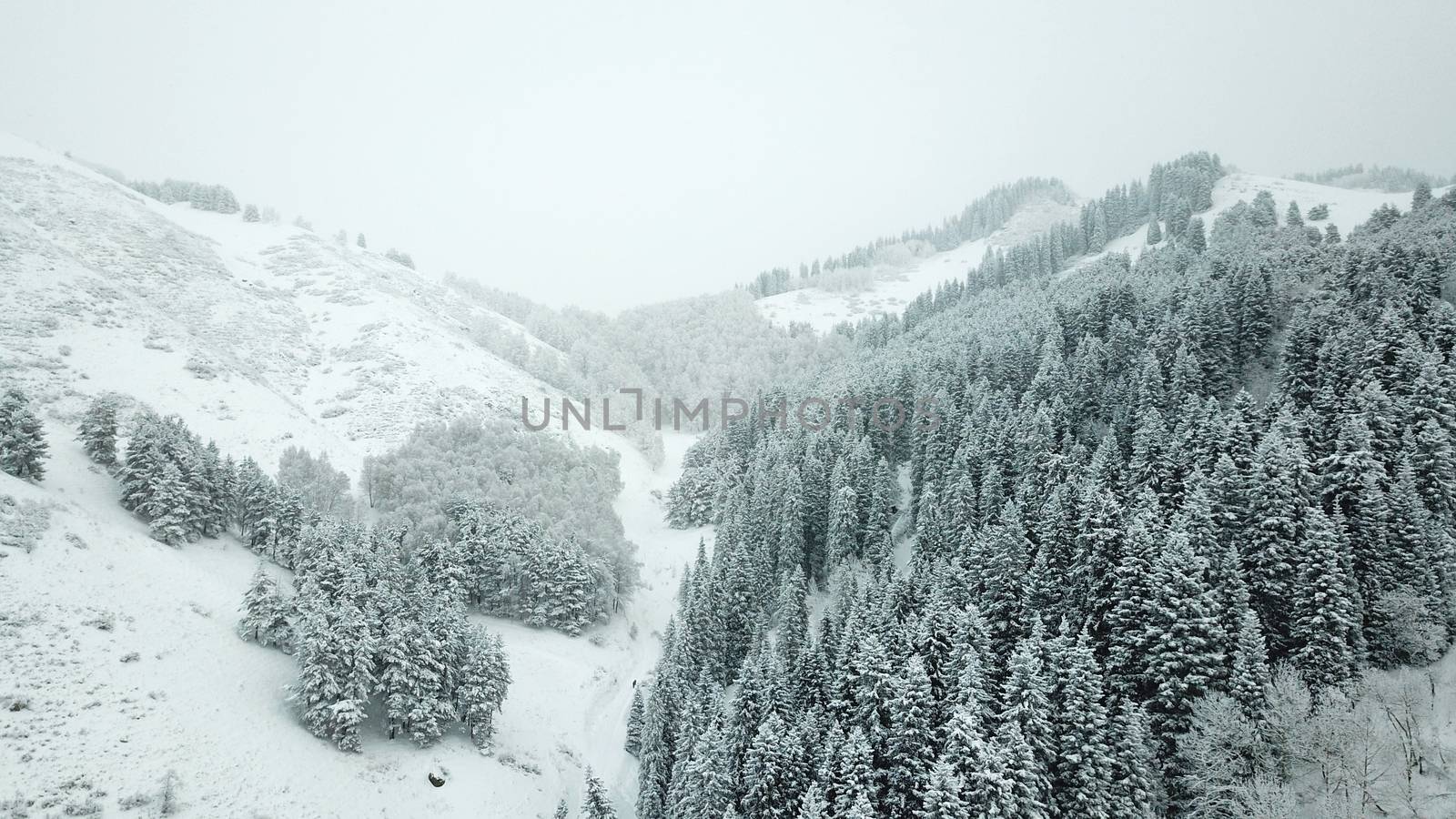 The winter forest is covered with fresh snow. The mountains and hills are completely white. Snow is falling, the sky is gray, everything is foggy. Huge fir trees in the snow. Aerial view from a drone.