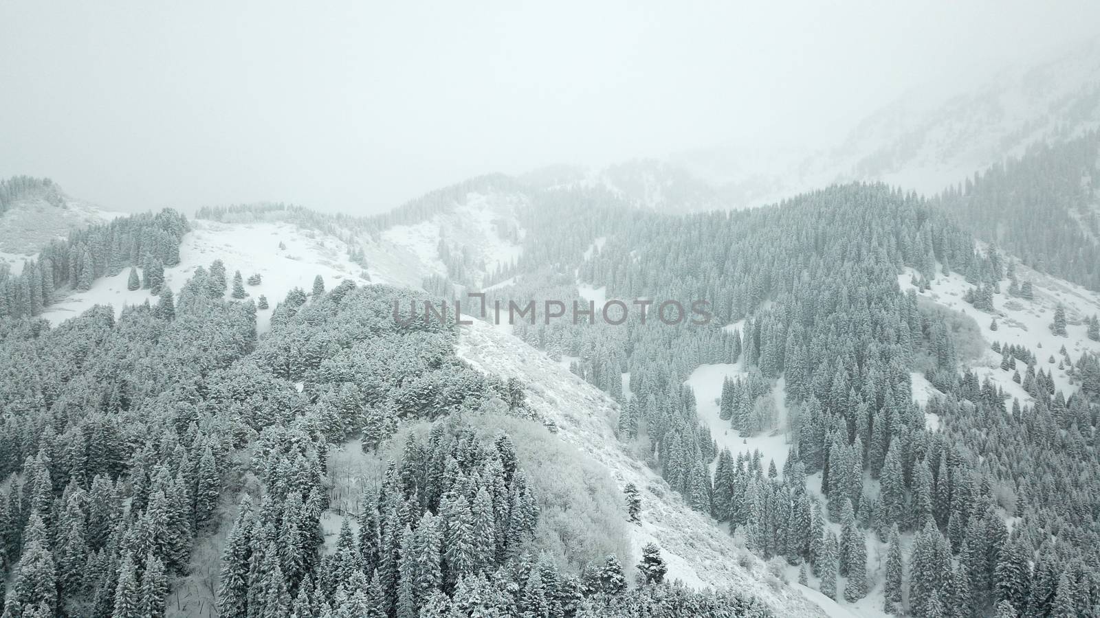 The winter forest is covered with fresh snow. The mountains and hills are completely white. Snow is falling, the sky is gray, everything is foggy. Huge fir trees in the snow. Aerial view from a drone.