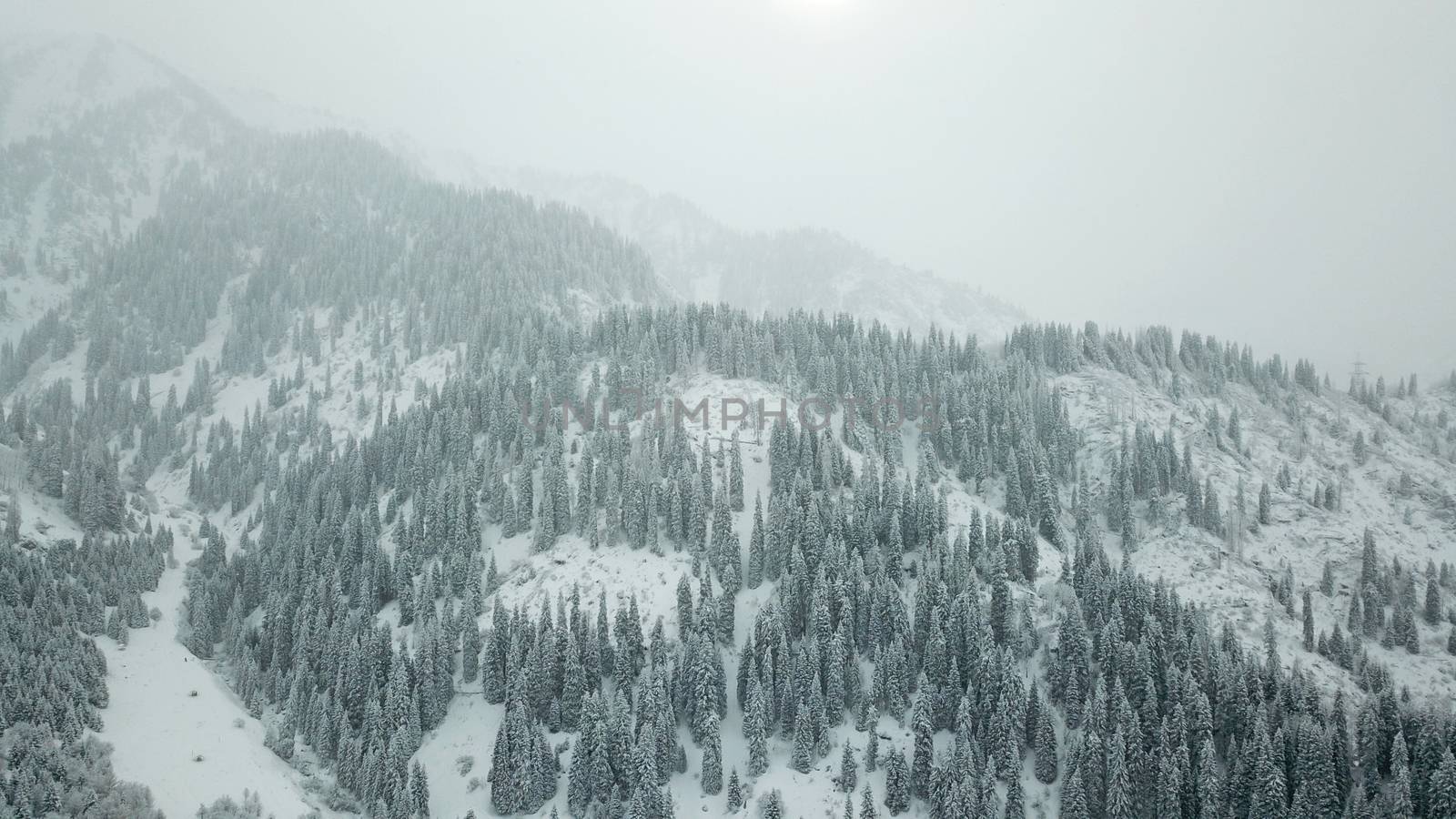 The winter forest is covered with fresh snow. The mountains and hills are completely white. Snow is falling, the sky is gray, everything is foggy. Huge fir trees in the snow. Aerial view from a drone.