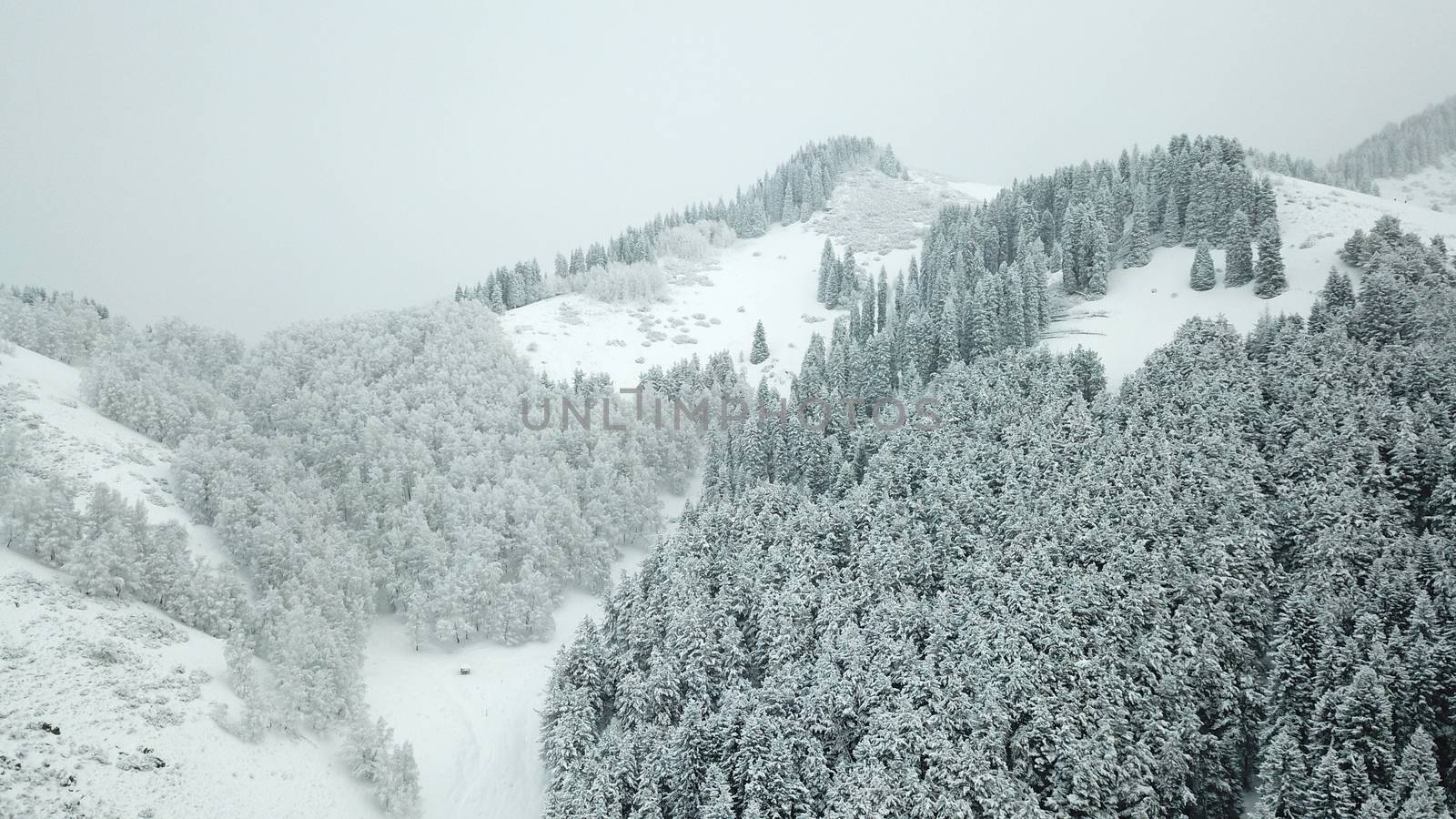 The winter forest is covered with fresh snow. The mountains and hills are completely white. Snow is falling, the sky is gray, everything is foggy. Huge fir trees in the snow. Aerial view from a drone.