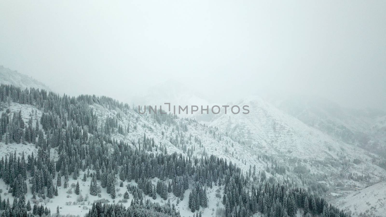 The winter forest is covered with fresh snow. The mountains and hills are completely white. Snow is falling, the sky is gray, everything is foggy. Huge fir trees in the snow. Aerial view from a drone.