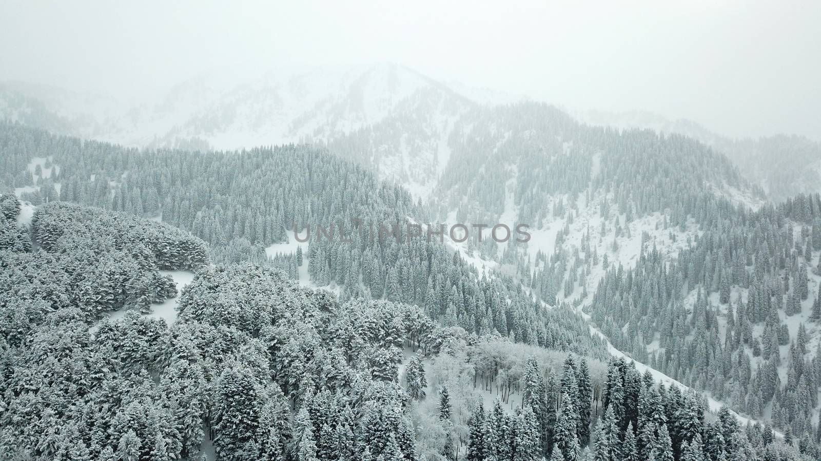 The winter forest is covered with fresh snow. The mountains and hills are completely white. Snow is falling, the sky is gray, everything is foggy. Huge fir trees in the snow. Aerial view from a drone.