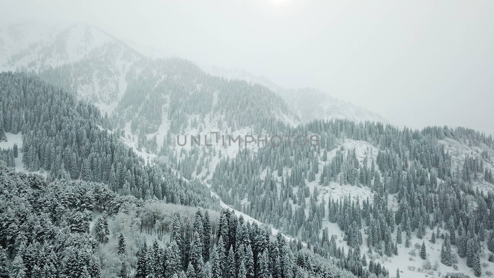 The winter forest is covered with fresh snow. The mountains and hills are completely white. Snow is falling, the sky is gray, everything is foggy. Huge fir trees in the snow. Aerial view from a drone.
