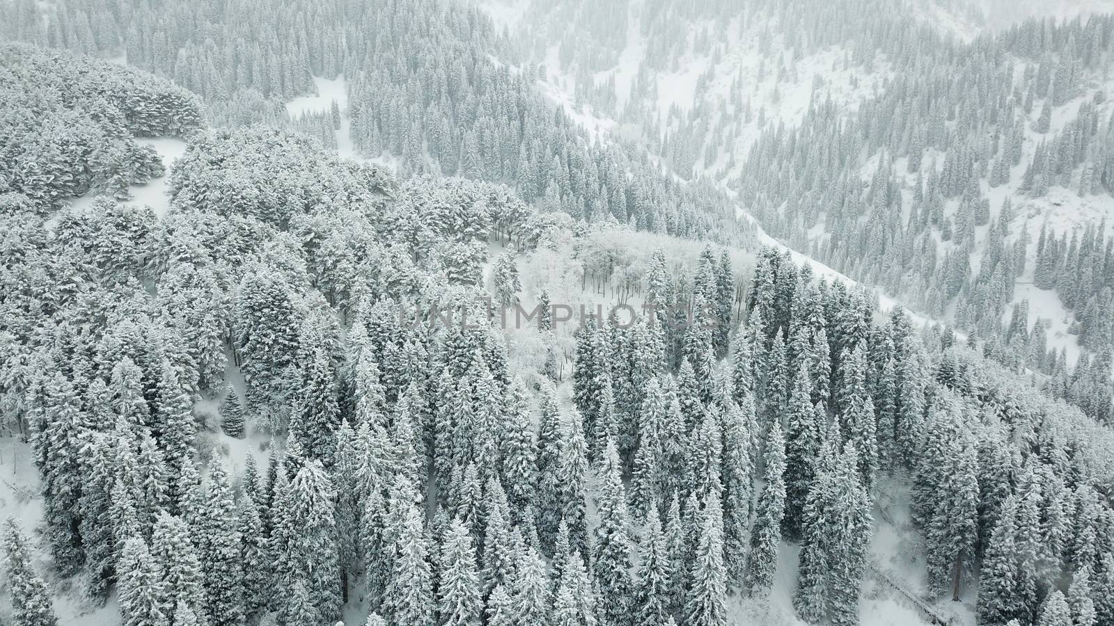 The winter forest is covered with fresh snow. The mountains and hills are completely white. Snow is falling, the sky is gray, everything is foggy. Huge fir trees in the snow. Aerial view from a drone.