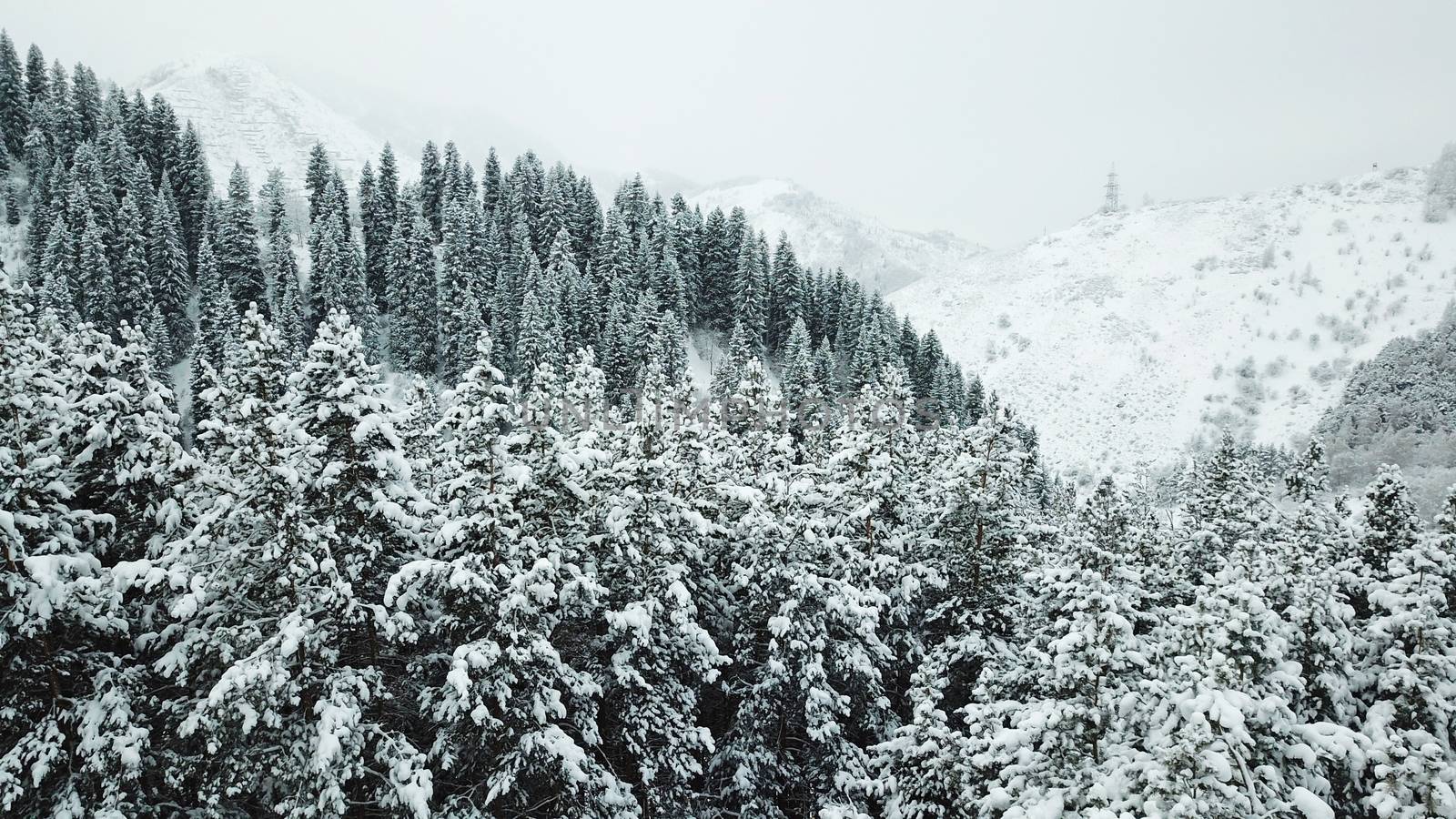 The winter forest is covered with fresh snow. The mountains and hills are completely white. Snow is falling, the sky is gray, everything is foggy. Huge fir trees in the snow. Aerial view from a drone.