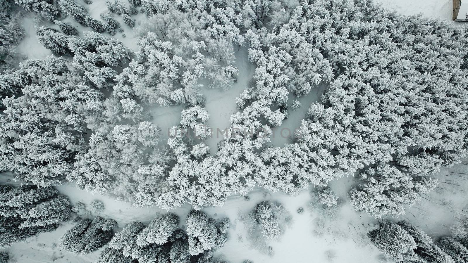 The winter forest is covered with fresh snow. The mountains and hills are completely white. Snow is falling, the sky is gray, everything is foggy. Huge fir trees in the snow. Aerial view from a drone.