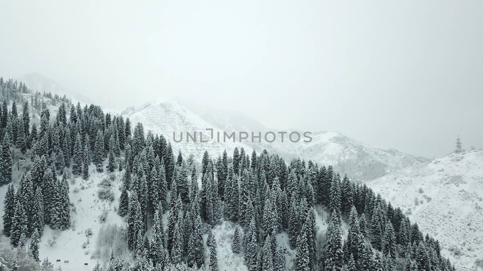The winter forest is covered with fresh snow. The mountains and hills are completely white. Snow is falling, the sky is gray, everything is foggy. Huge fir trees in the snow. Aerial view from a drone.