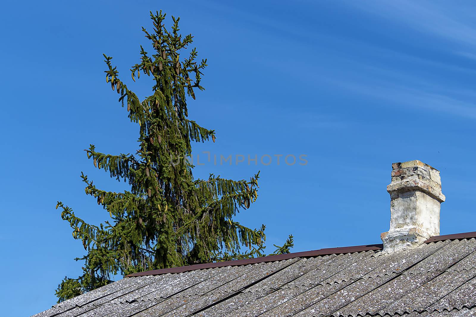 Spruce and roof of a house with a chimney.