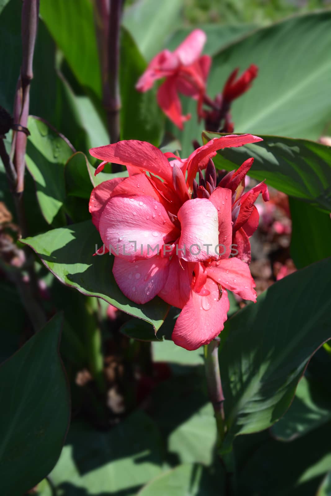 Canna lily Tropical Rose - Latin name - Canna x generalis Tropical Rose