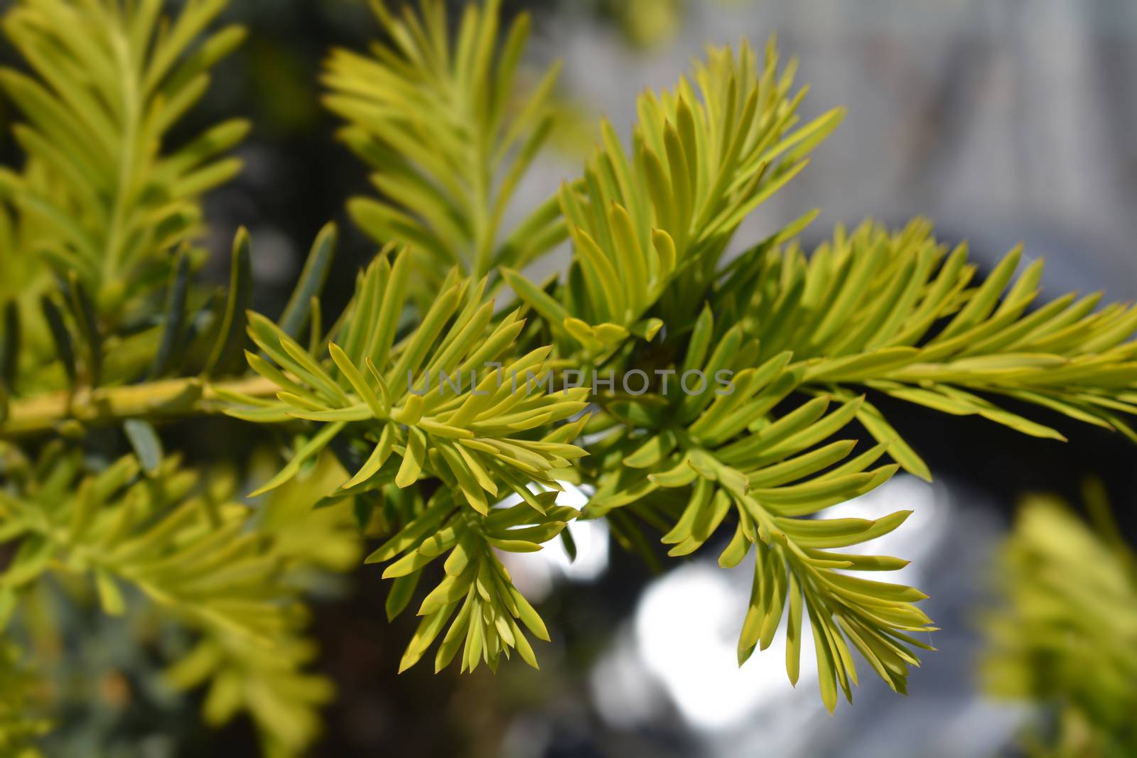 Golden English yew Summergold new leaves - Latin name - Taxus baccata Summergold