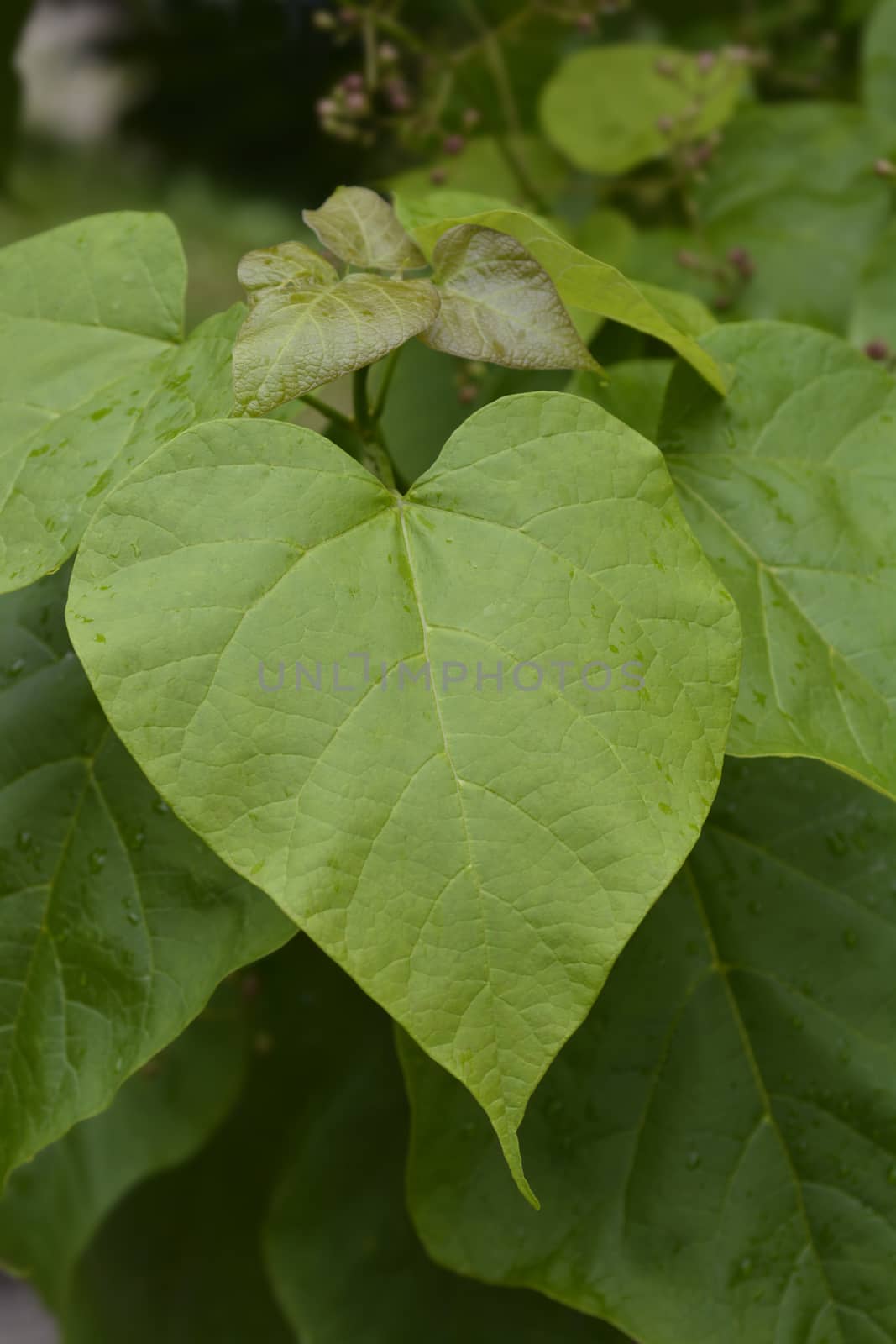 Common catalpa leaves - Latin name - Catalpa bignonioides