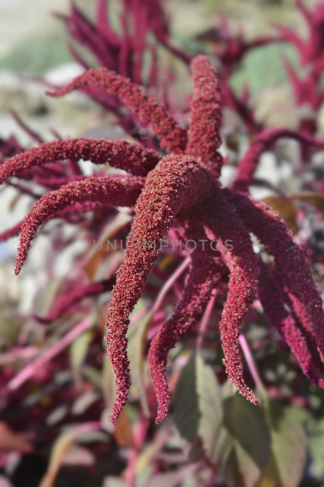 Amaranth Velvet Curtains - Latin name - Amaranthus cruentus Velvet Curtains