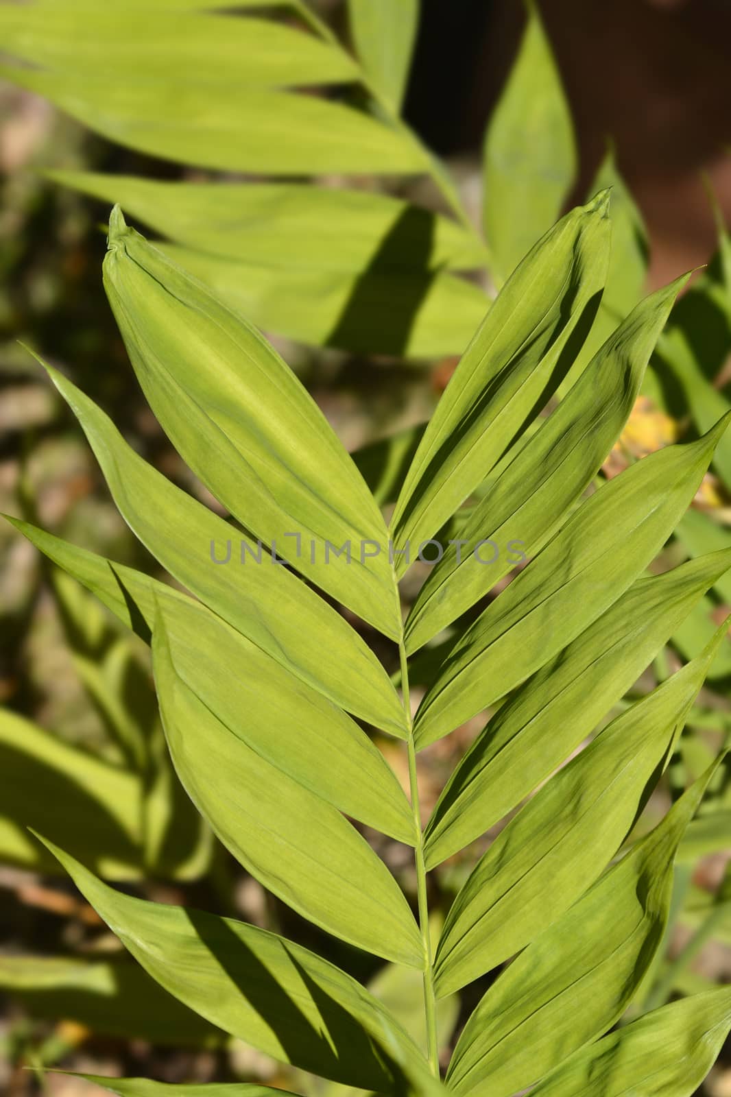 Hardy bamboo palm leaves - Latin name - Chamaedorea microspadix