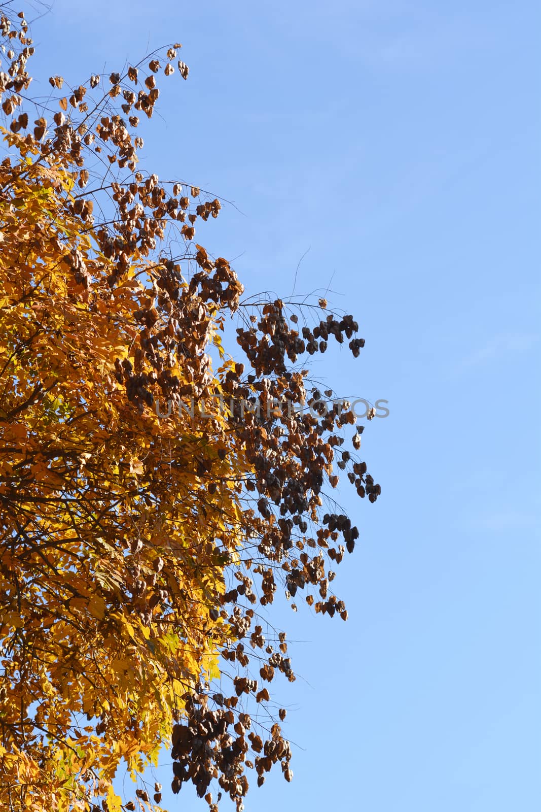 Golden rain tree branches with seed pods - Latin name - Koelreuteria paniculata