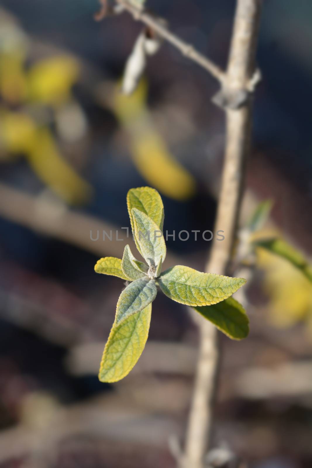 Summer lilac new leaves - Latin name - Buddleja davidii