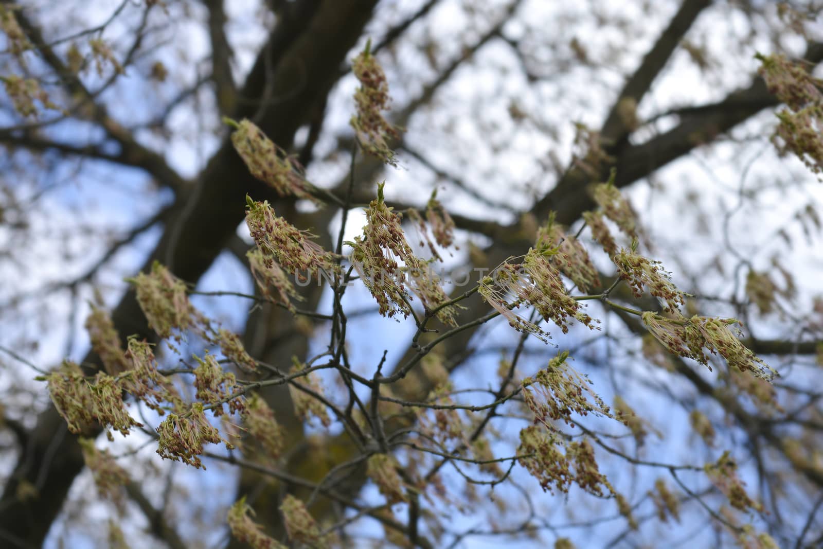 Boxelder maple branches with flowers - Latin name - Acer negundo