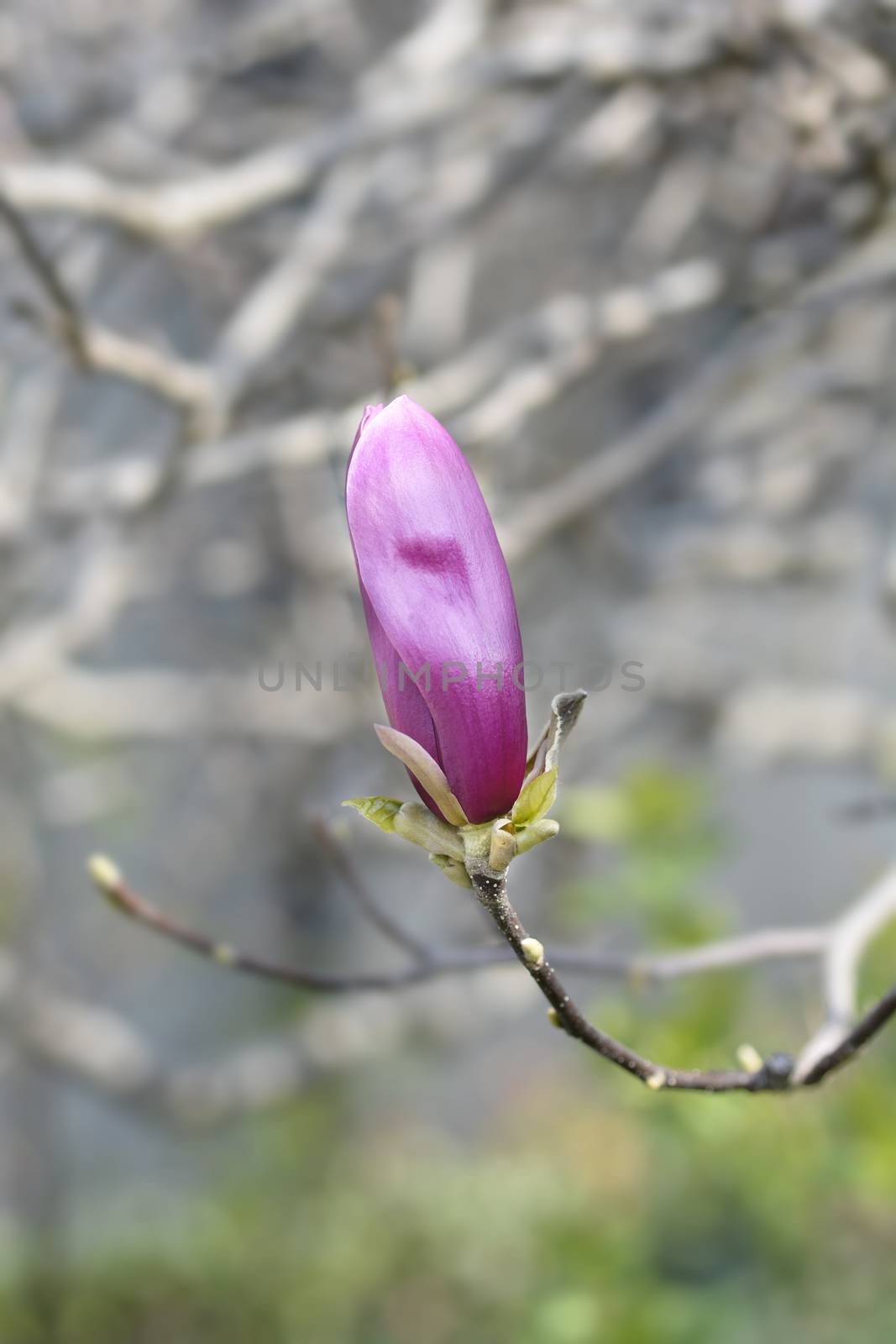 Magnolia tree by nahhan
