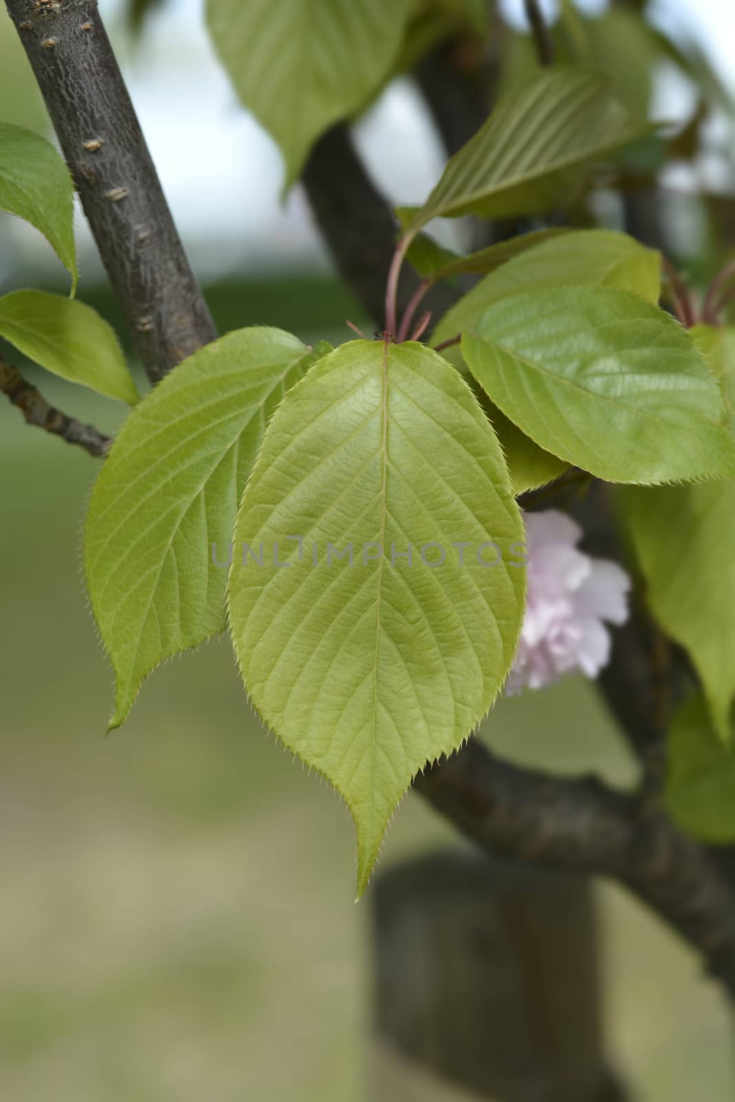 Japanese flowering cherry Kanzan by nahhan