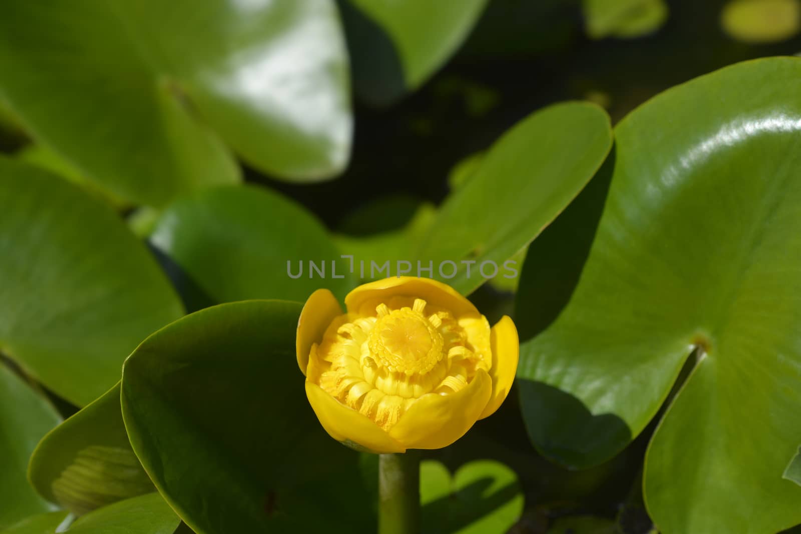 Yellow water lily by nahhan