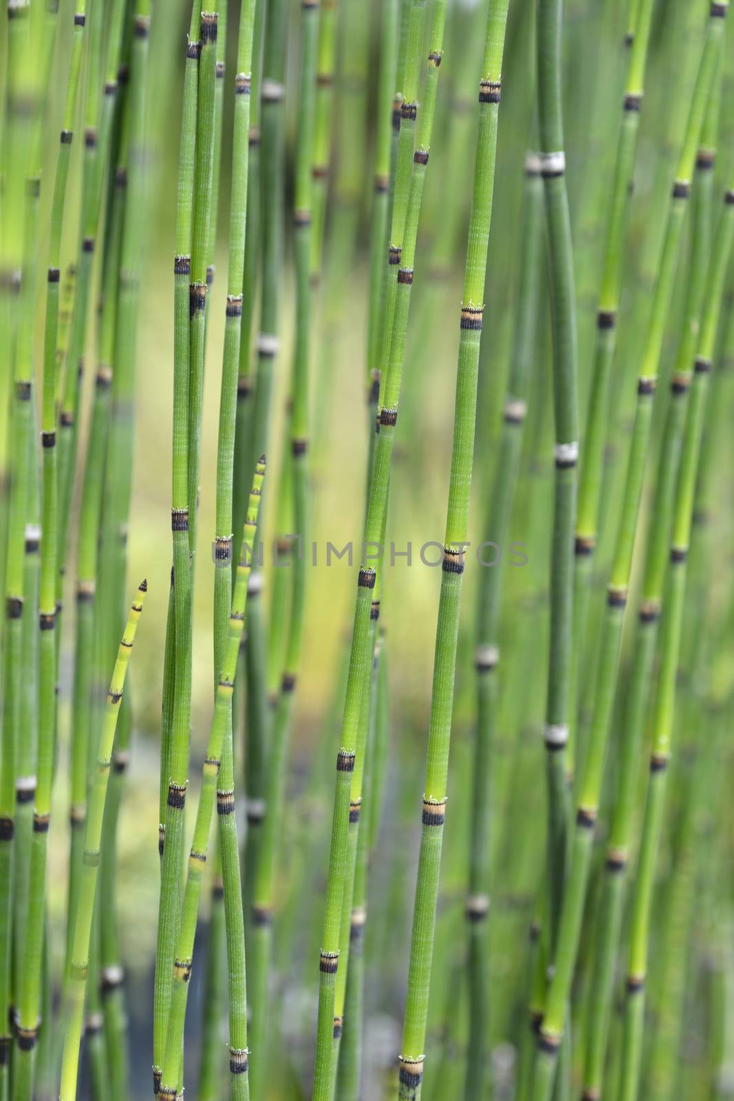 Scouring rush horsetail by nahhan