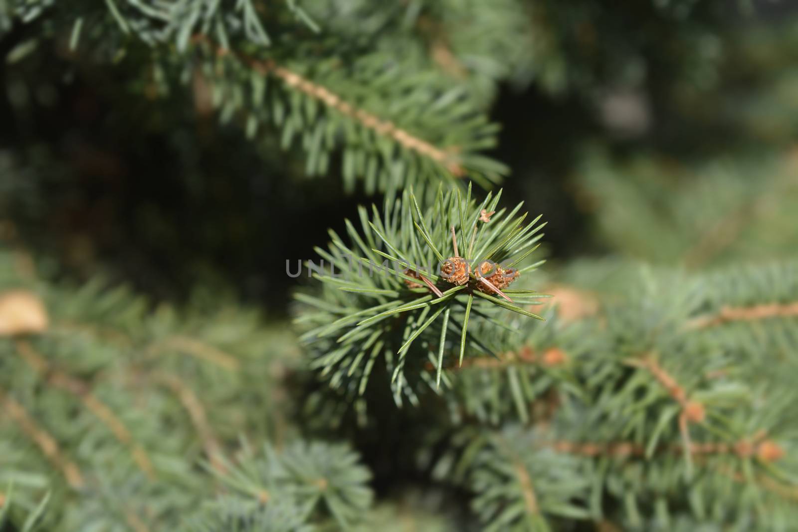 Norway spruce - Latin name - Picea abies