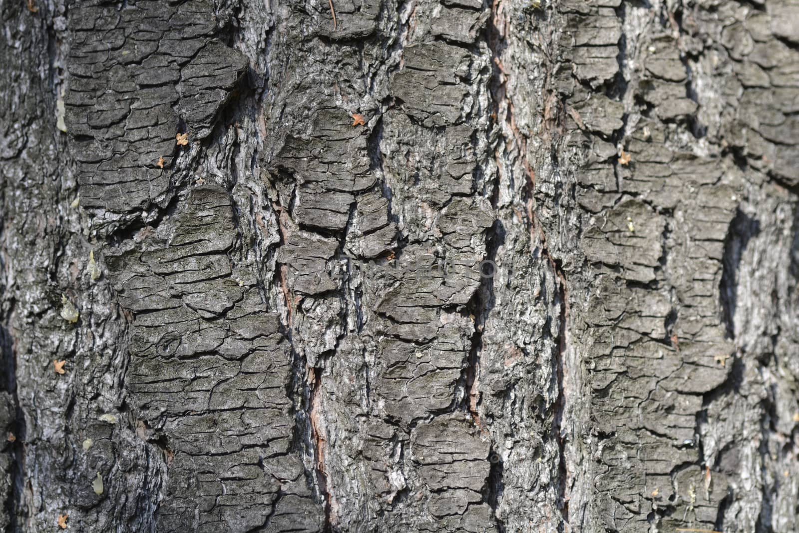 Eastern white pine bark - Latin name - Pinus strobus