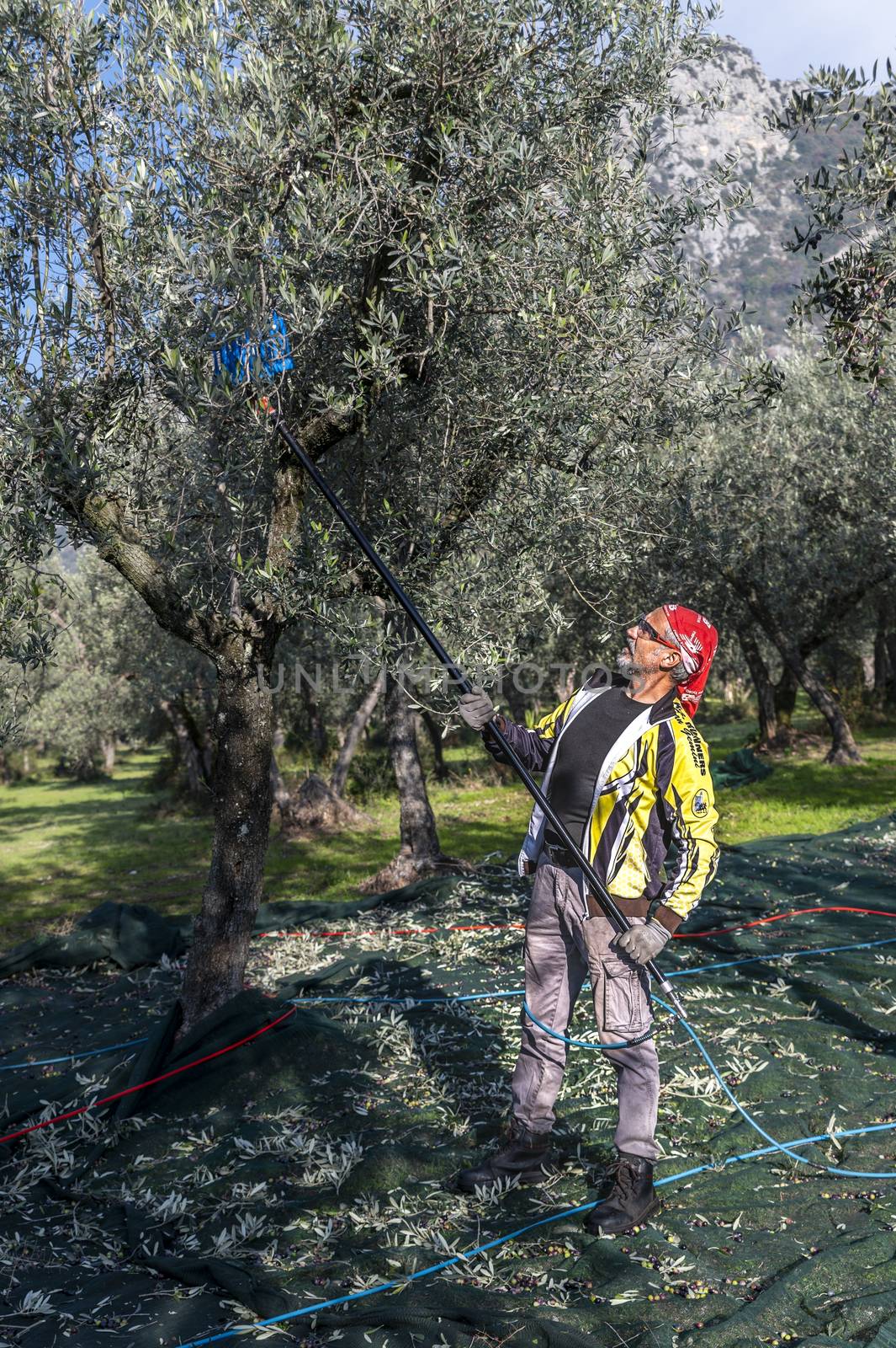 terni,italy november 26 2020:workers who harvest olive from the columns with hydraulic rakes