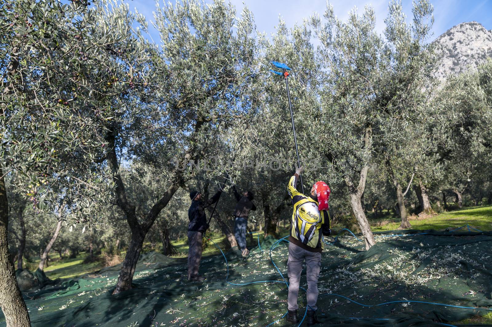 terni,italy november 26 2020:workers who harvest olive from the columns with hydraulic rakes